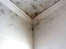 Mold Remediation for Rental Properties in Savage, MN